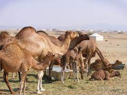 Hey guys, i'm a newcomer here, nice to join all of you! Susie Of Arabia The Life Of A Camel Herder