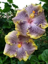 Taiwan Pebbly Coast Hibiskus Blumen
