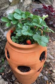 Hanging strawberry plants (except the alpine varieties) need a good six to eight hours of full sun a day for optimal fruit production. Strawberry Plants Advice On Planting And Care Varieties Video Tips