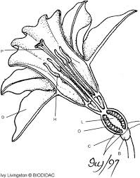 This Worksheet Describes The Parts Of The Flower Students Color The Flower And Answer Questions About Plant R Flower Structure Parts Of A Flower Plant Science