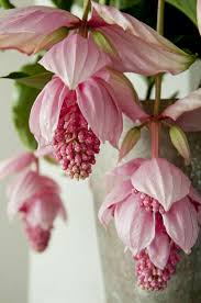 Pin By Edna On Colors Kleuren Unusual Flowers Amazing Flowers Beautiful Flowers