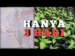 Cara mencantas tunas air & buat latihan batang tunggal. Download Tip Menanam Cili 3gp Mp4 Codedfilm