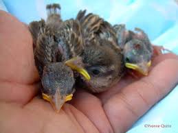 Baby Bird Identification Gallery