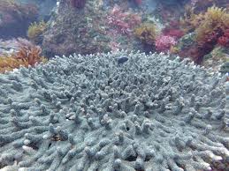Study Shows Ocean Acidification Is Having Major Impact On Marine Life The brilliant corals of sogod bay, above, live in one of more than 400 marine protected areas (mpas) in the philippines. study shows ocean acidification is