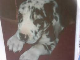 In home family breeder of akc great dane puppies. Great Dane Dog Shipping Rates Services