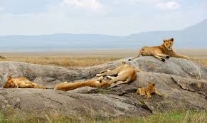 This cub is moving with the pride at a very young age. African Lion Facts Animal Facts Encyclopedia