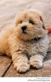 Labradoodle Cute Animals Lazy Dog Breeds Puppies