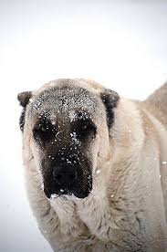 kangal anatolian shepherd dog turkish mastif this is a new one to me i want to check this guy out kangal dog livestock guardian dog dogs
