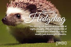 I Took Zimbio S Quirky Animal Quiz And I M A Hedgehog What Are You Animal Quiz Spirit Animal Art Spirit Animal Quiz