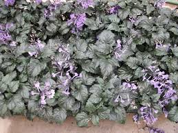 Amazon.Com : L+ Hidcote Blue Lavender Plant - 2.5Qt Size Pot - Zones 5-10 -  Bee Friendly - Attract Butterfly - Evergreen Plant - 1 Live Plant : Patio,  Lawn & Garden