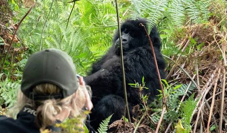 Gorilla Trekking in Bwindi Impenetrable National Park - Uganda Rwanda Gorilla Tours