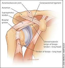 These are located in the shoulder blade area, and each related tendon also attaches to the humerus. Pix For Ligaments And Tendons Of The Arm Shoulder Anatomy Bicep Tendonitis Anatomy