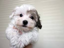 Find the perfect havanese puppy today! Havanese Puppies Utah Havanese Puppies For Sale Past Havanese Puppy Diamond Havanese Puppies Havanese Puppies For Sale Havanese