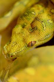 See more ideas about emerald tree boa, reptiles and amphibians, beautiful snakes. Snake Reptile Green Tree Python Green Python Animal One Animal Animal Themes Animal Wildlife Animals In The Wild Pxfuel