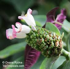 Image result for Costus afer