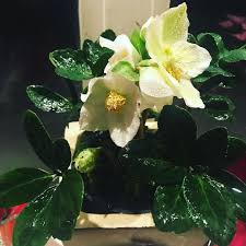 Organic Nature Ecofriendly Green Bio Greenliving Natural Guldkannan Love Godsling Naturelover Handmade Sweden Inovatio Plant Leaves Plants Leaves