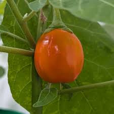 Image result for Solanum goetzei