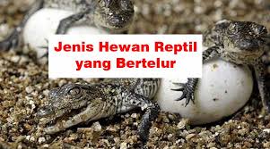 Cara perkembangbiakan ovipar atau bertelur dilakukan oleh hewan seperti unggas, reptil, dan ikan. 10 Hewan Reptil Yang Bertelur Dan Contohnya Hewan Reptil