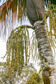 Image result for Acanthophoenix rubra