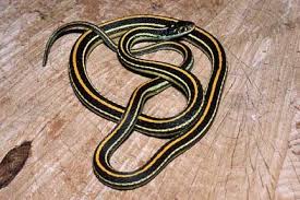 Black And Yellow Stripes Snake What Snake Is Black And Shiny With Yellow Stripes From Head To Tail Blurtit Snake Yellow Snake North American Wildlife