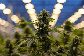 Hexo stock forecast, hexo share price prediction charts. Mispriced Pot Stock Hexo Looks To New York To Boost Profile Bloomberg