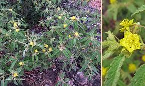 Image result for Corchorus kirkii