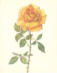 Vintage Flower Print Rose Bettina By Marcadevintageprints On Etsy 8 65 Yellow Rose Tattoos Rose Tattoos History Tattoos