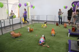 Check spelling or type a new query. Pet Suites Opens In Bradenton Bradenton Dog