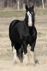 Black And White Mustang Horse For Sale Draftsforsale Com Horses Big Horses Shire Horse