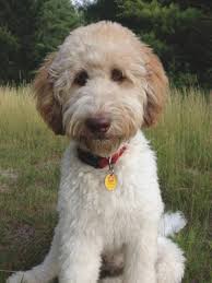 The english miniature goldendoodle or mini goldendoodle (even known as the mini groodle) is a small to medium size dog that is both affectionate and intelligent. 25 Best Labradoodle Haircuts For Dog Lovers The Paws