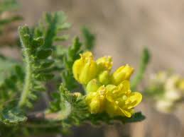 Image result for Rorippa