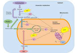 They also prevent protein from being used as an energy source and enable fat metabolism, according to iowa state university. Fuel Sources For Exercise Nutrition Science And Everyday Application