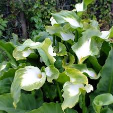 Calla Lily Bulbs Green Goddess Pre Sale Now Ships Spring 2017 Calla Lily Bulbs Zantedeschia Zantedeschia Aethiopica