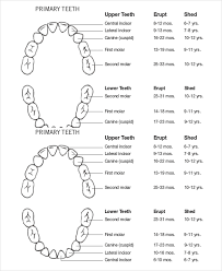 7 Baby Teeth Growth Chart Templates Free Sample Example