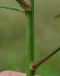 Image result for Desmodium subsecundum