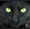 What Are The Types Of Black Cat Breeds? | Petfinder