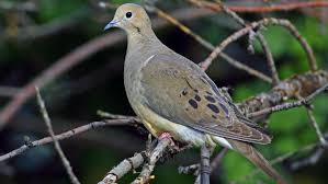 The mourning doves coo may sound sad, but bird watchers know that it signals the beginning of this birds habits of nesting, claiming territory, and raising young. Mourning Doves Not Turtle Doves For Christmas In Utah
