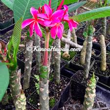 Hawaiian Plumeria Cuttings Plants For Sale From The Source Best Hawaiian Plants From Kanoa Hawaii