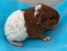 Meerschweinchenfreunde deutschland bundesverband deutschland e. Rexmeerschweinchen