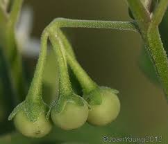 Image result for Solanum chenopodioides