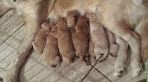 Golden retriever puppies for adoption from your local oregon animal shelter usually cost less than getting one from a specialized golden retriever dog breeder. Beautiful Golden Retriever Puppies For Sale In Reno Nevada Classified Americanlisted Com