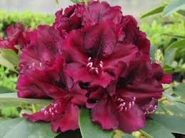 Rhododendron Hybrid Midnight Beauty