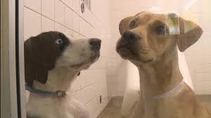 Favorite this post jun 21 german shepherd puppies (garland) pic hide this posting restore restore this posting. Dallas Animal Shelter Waiving Adoption Fees Kplx Fm