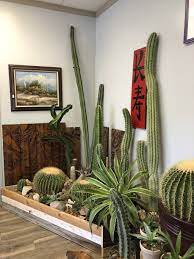 How are cacti adapted to the desert? Worldwide Cactus And Exotics 2630 E Central Ave Wichita Ks 67214 Usa
