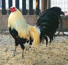 Pin En Razas De Gallos