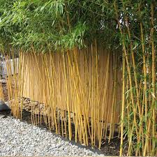 Discover the best bamboo plants for growing in your garden. Bamboo Oasis The Bamboo Experts