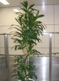 Image result for Cordyline stricta