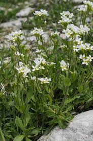 Image result for Arabis alpina