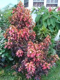 Image result for Acalypha ornata