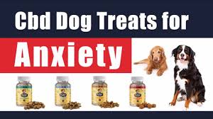 Is it safe and effective? Best Cbd Dog Treats For Anxiety Where To Buy Best Cbd Dog Treats For Anxiety 2020 And 2021 Youtube